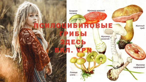 индика Белокуриха