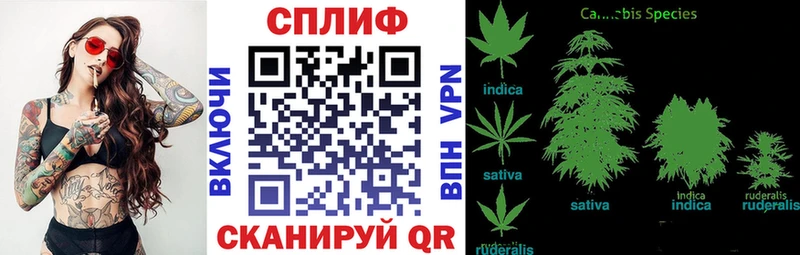 МАРИХУАНА сатива Кушва